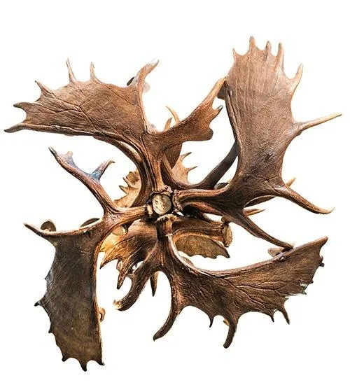 12-Light Moose Antler Chandelier