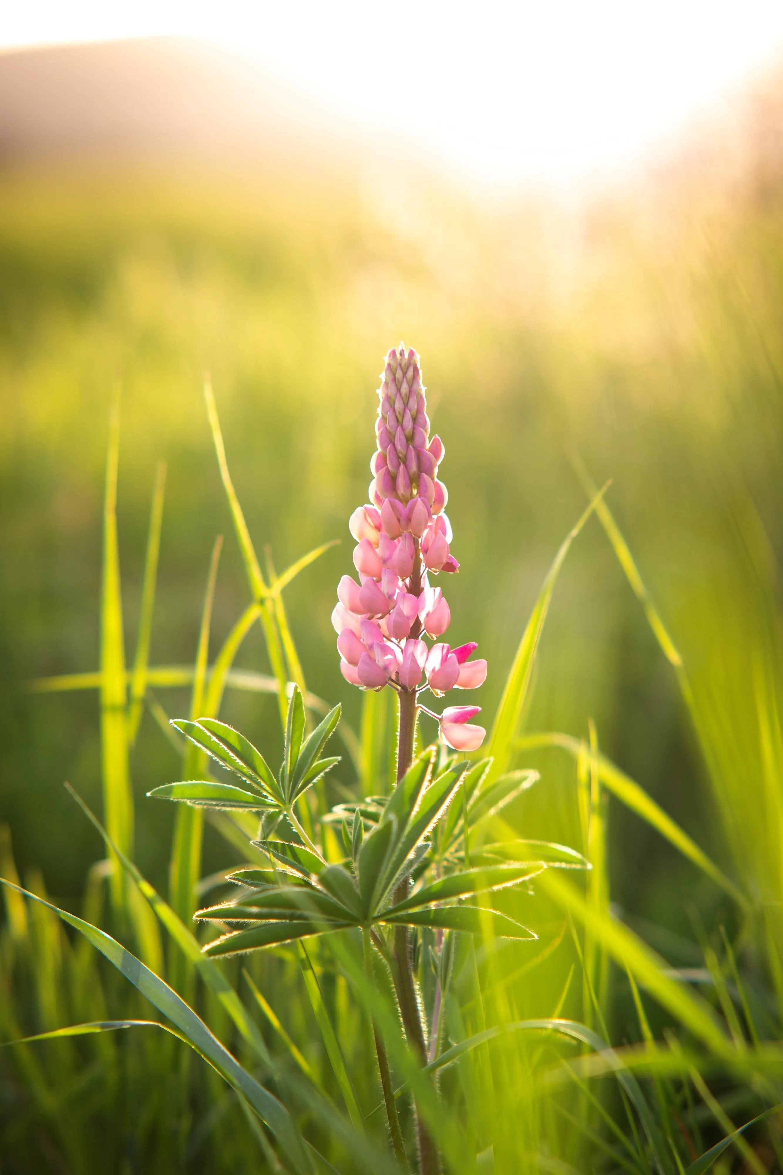 85mm F1.4 AF High Speed with Lens Station (Canon EF)