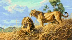 African Lions