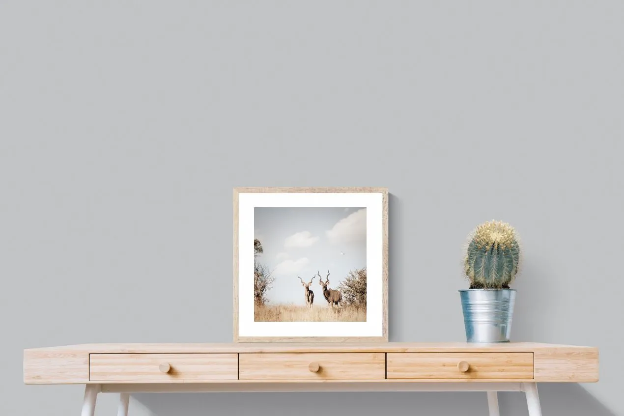 Antelope Duo