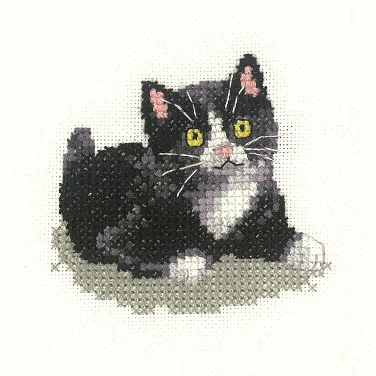 Black and White Kitten