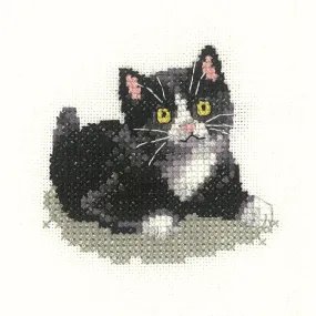Black and White Kitten