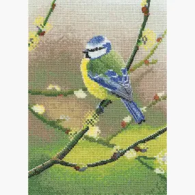 Blue Tit