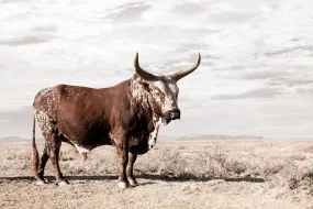Bullish