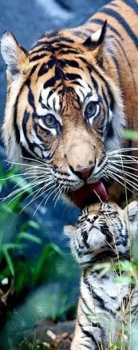 Colorful Tiger And Cub Diamond Painting Kit | Full Round Drill 5D Rhinestones | DIY Animal Portrait