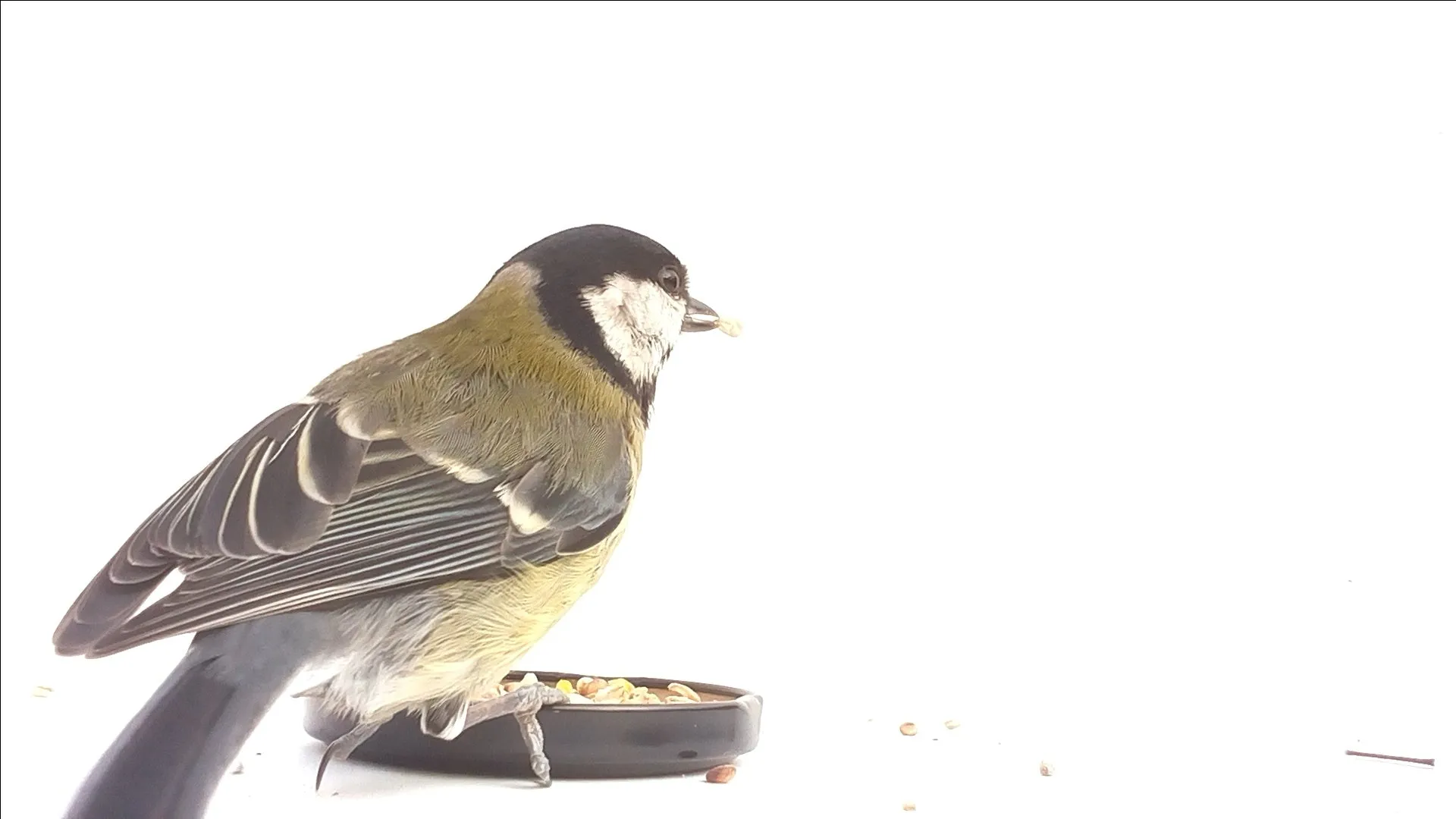My Naturewatch Wildlife Camera