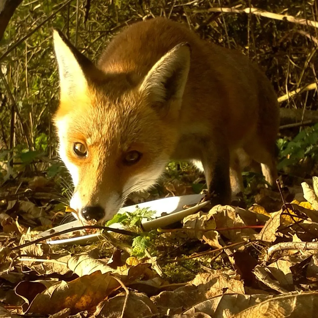 My Naturewatch Wildlife Camera