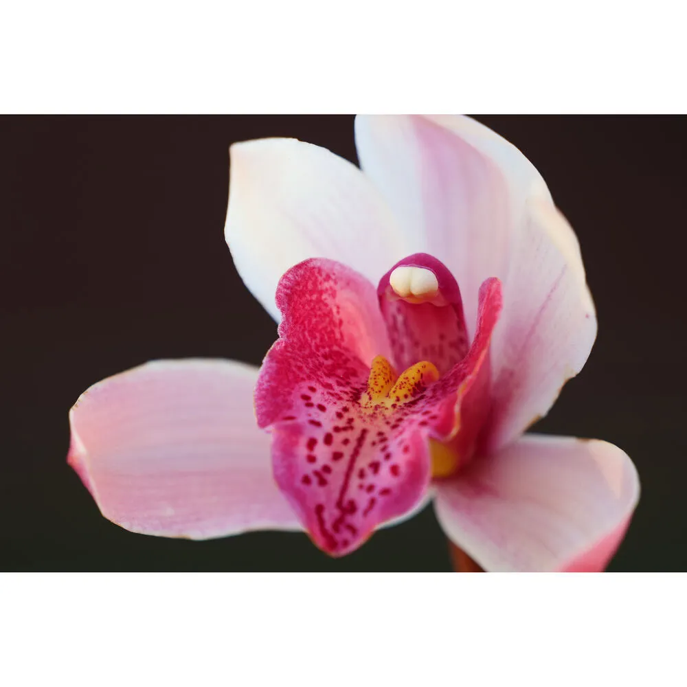 Panasonic Lumix S 70-300mm f/4.5-5.6 MACRO O.I.S. Lens