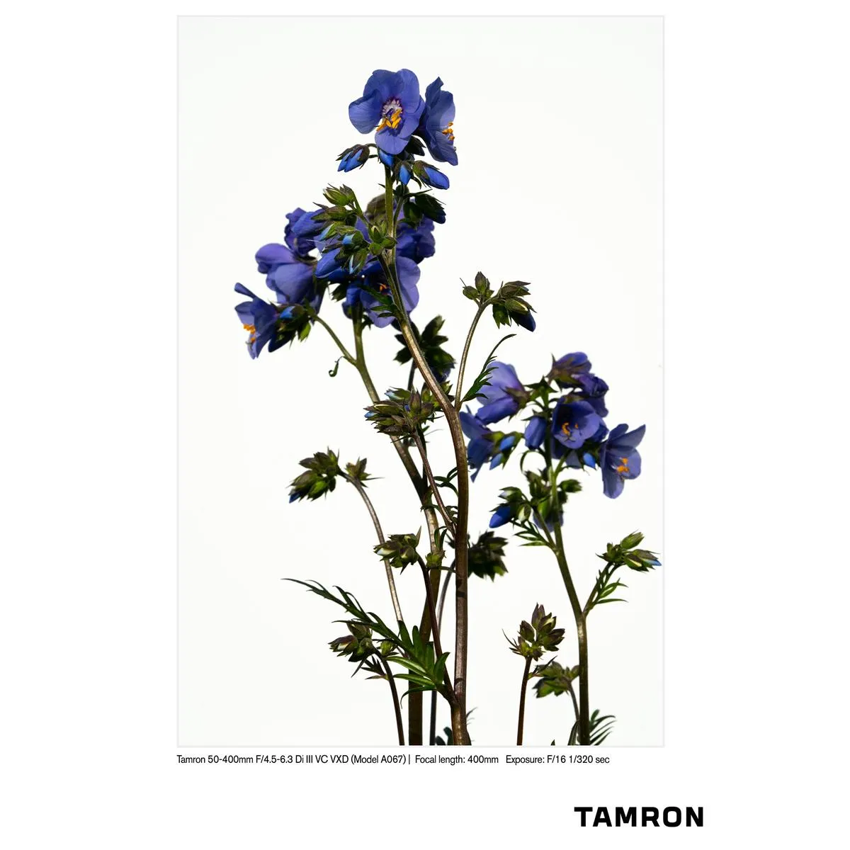 Tamron 50-400mm f/4.5-6.3 Di III VC VXD Lens for Sony E