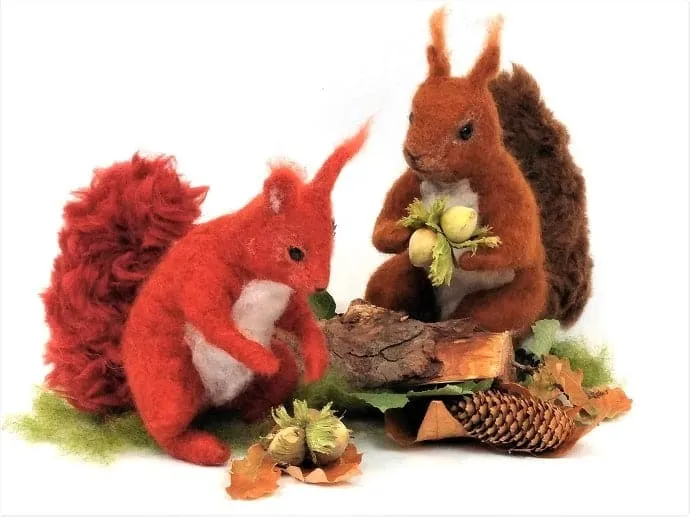 The Squirrel Book by Fiona C Lunn